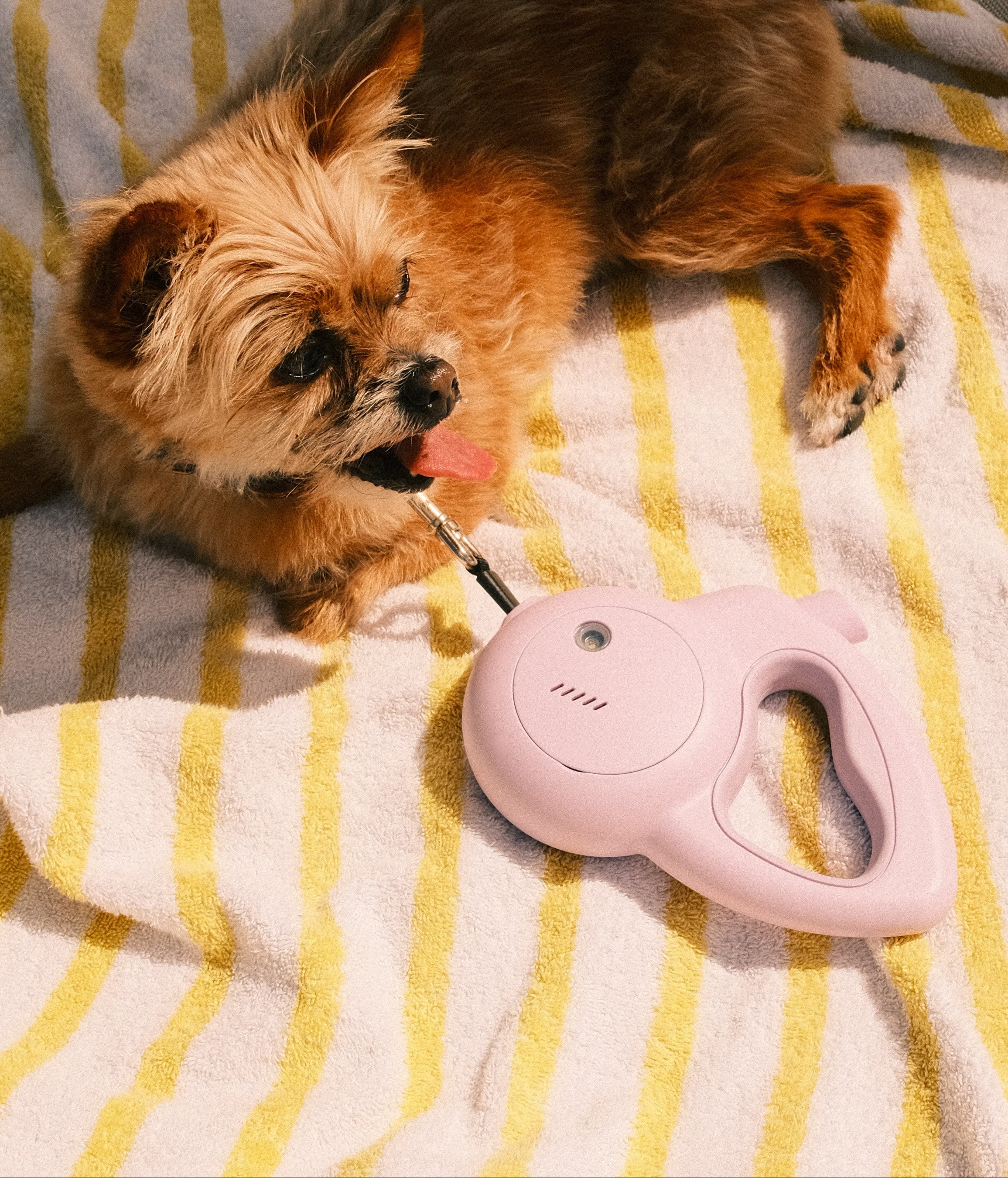 The Barkly Leash with a Built-In Personal Safety Alarm in Lilac